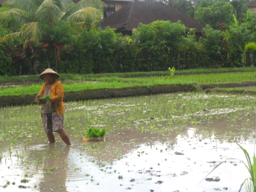 Farmer Harvesting Rice, Ubud